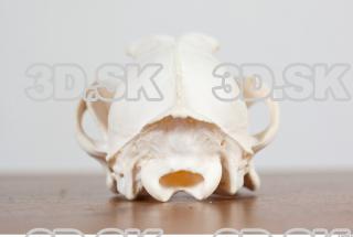 Skull photo reference 0075
